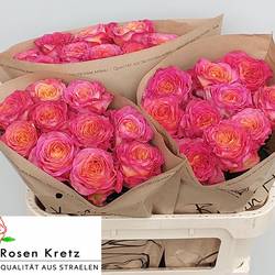 Rose orange/rosa Campari gefüllt 70cm