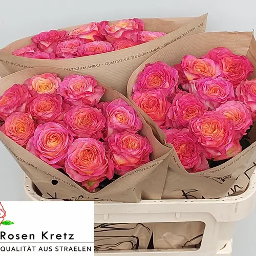 Rose orange/rosa Campari gefüllt 70cm