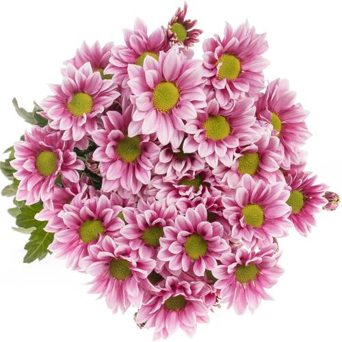 Chrys.Tros rosa Haydar 75 Gramm 70cm