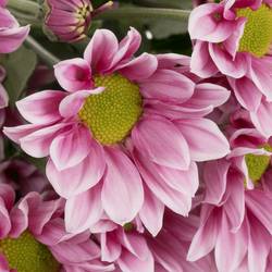 Chrys.Tros rosa Haydar 75 Gramm 70cm