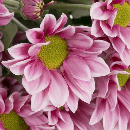 Chrys.Tros rosa Haydar 75 Gramm 70cm