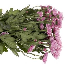 Chrys.Tros rosa Haydar 75 Gramm 70cm