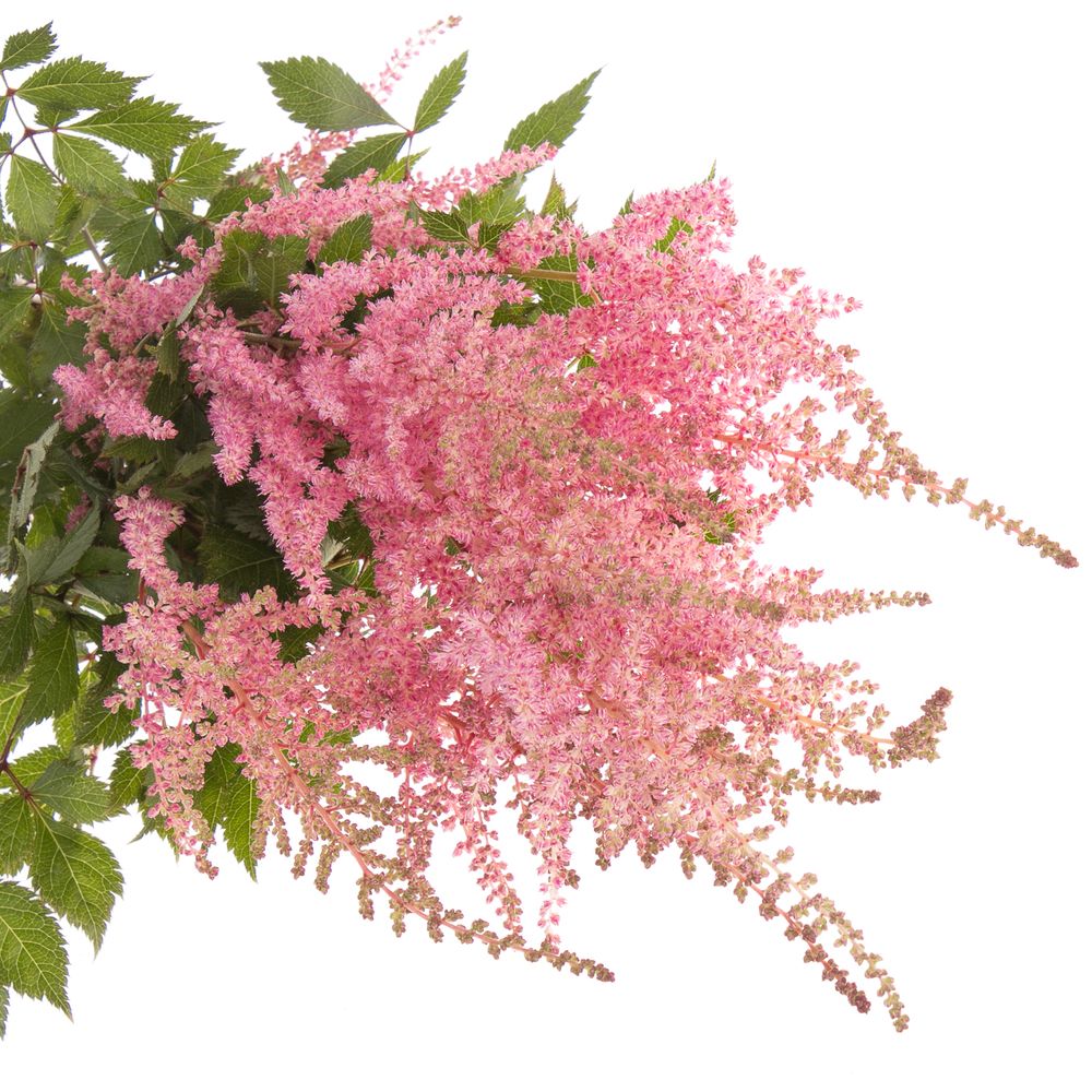 Spirea rosa Erika 60cm
