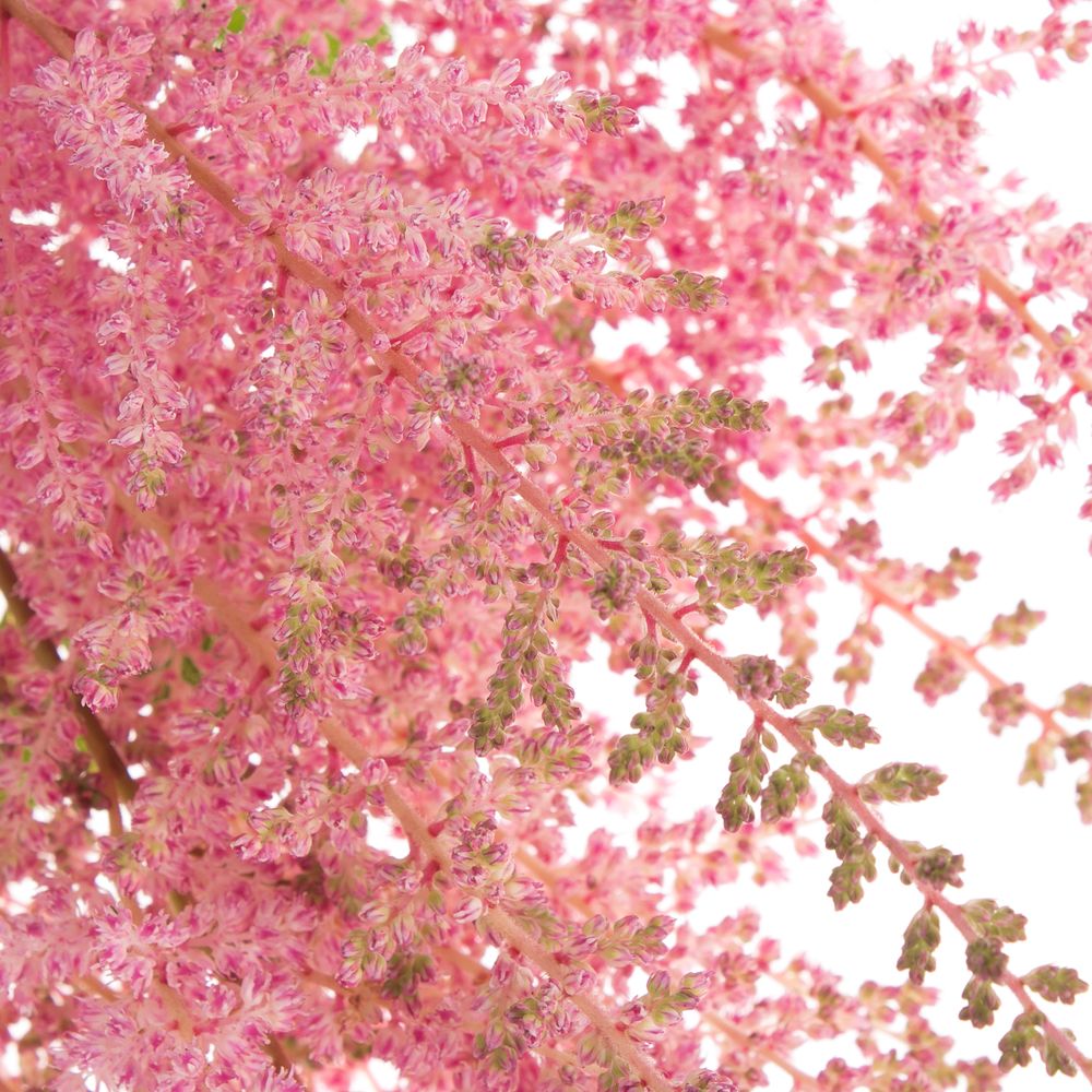 Spirea rosa Erika 60cm