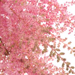 Spirea rosa Erika 60cm
