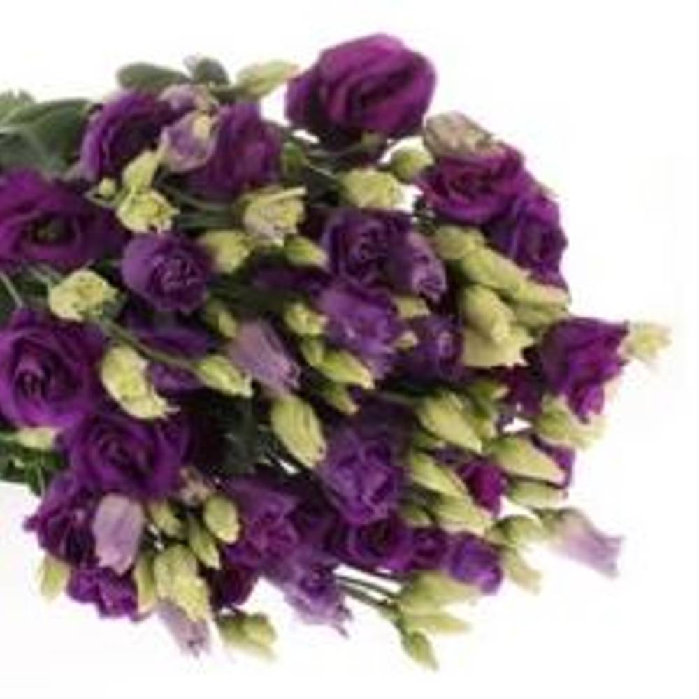 Lisianthus blau Rosita Sunrise