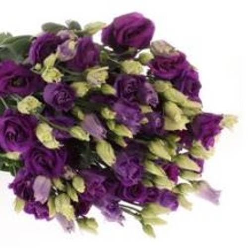 Lisianthus blau Rosita Sunrise