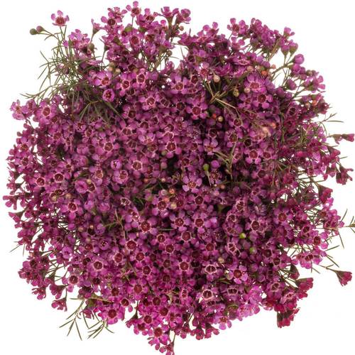 Wachsflower rosa  Jupiter 30 Gramm 60cm