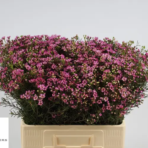 Wachsflower rosa  Jupiter 30 Gramm 60cm