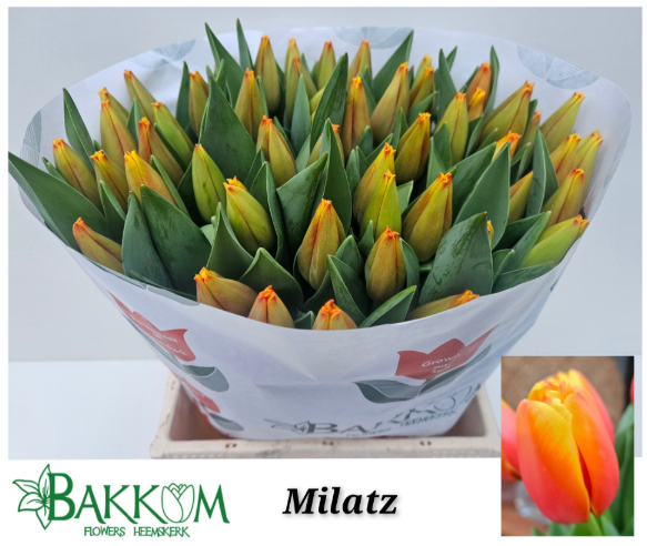 Tulpe orange Milatz bakkum 42 Gramm