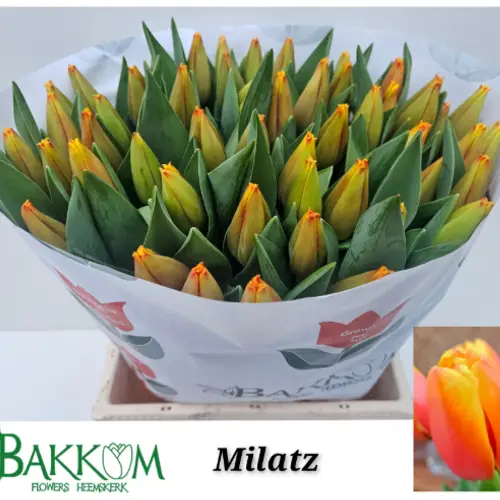 Tulpe orange Milatz bakkum 42 Gramm
