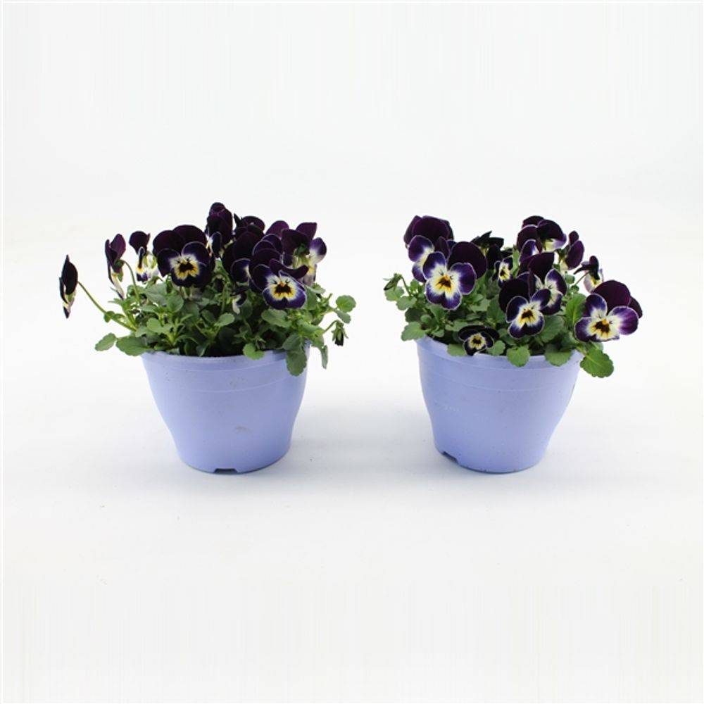 Hornveil.blau/ws T14 H15