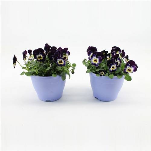 Hornveil.blau/ws T14 H15