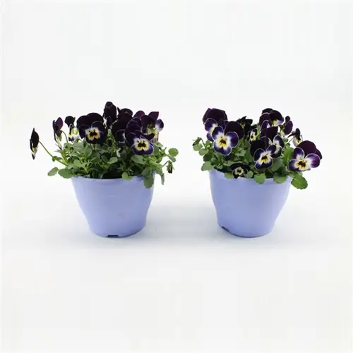 Hornveil.blau/ws T14 H15