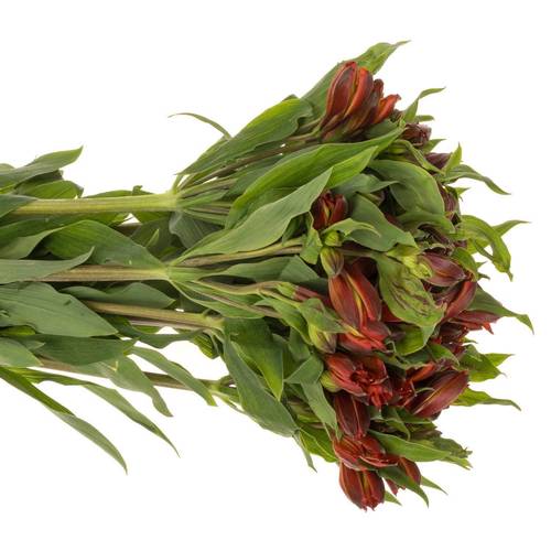 Alstroemerie orange hot pepper 75 Gramm 75cm