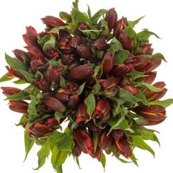 Alstroemerie orange hot pepper 75 Gramm 75cm