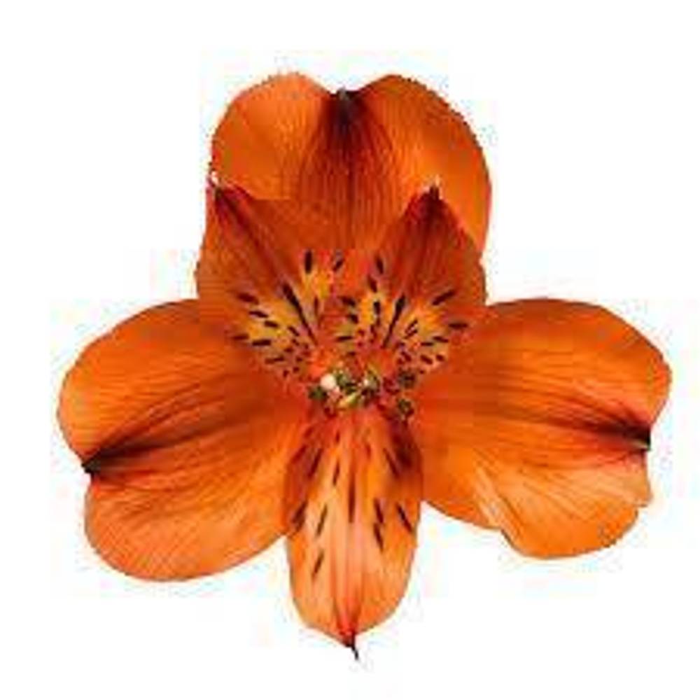 Alstroemerie orange hot pepper 75 Gramm 75cm