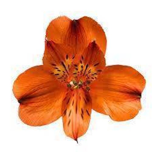 Alstroemerie orange hot pepper 75 Gramm 75cm
