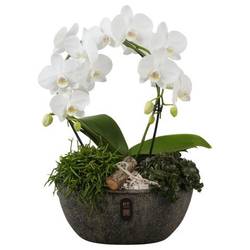 Phal.Arr PTIB5352 T28 H050