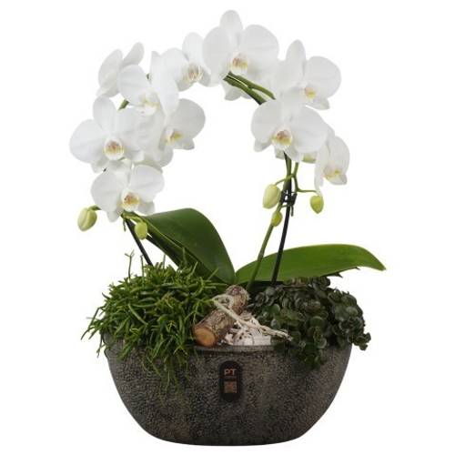 Phal.Arr PTIB5352 T28 H050