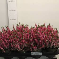 Calluna rosa Magda Schnapch. Von Uhr T12 H024