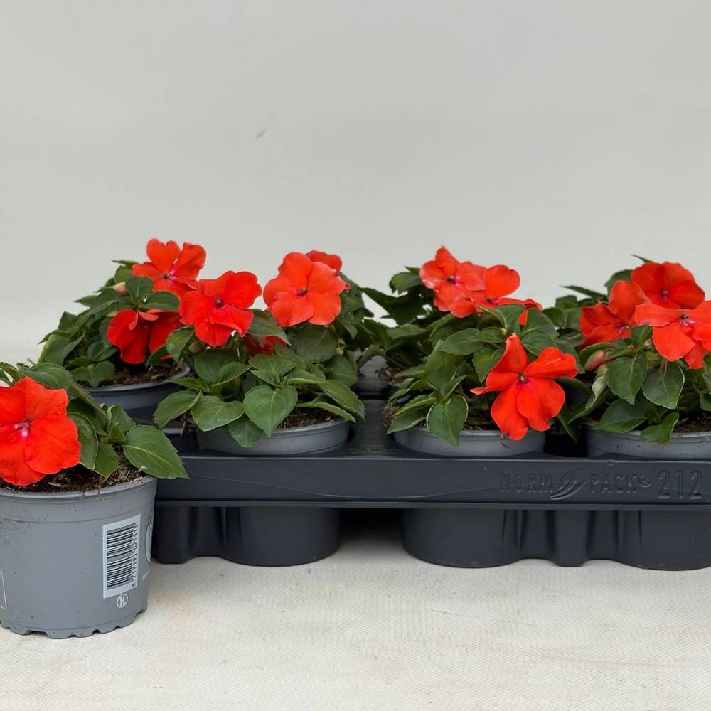 Impatiens Walleriana dunkel orange T09 H020