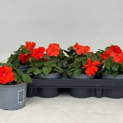 Impatiens Walleriana dunkel orange T09 H020