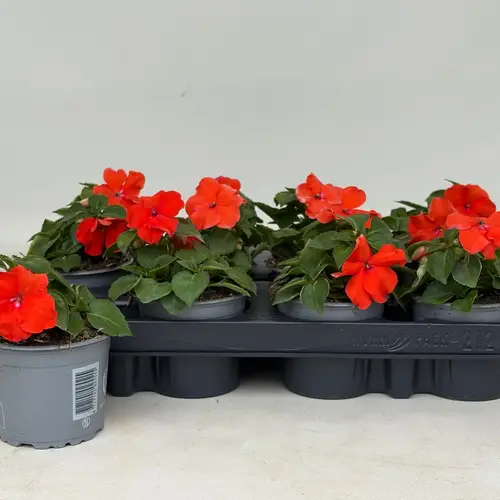 Impatiens Walleriana dunkel orange T09 H020