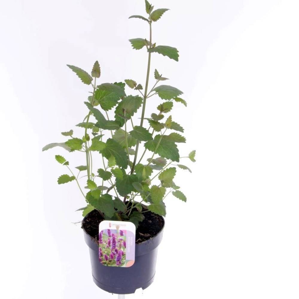 Agastache dunkel lila T17 H035