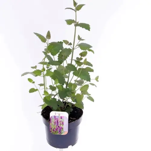 Agastache dunkel lila T17 H035