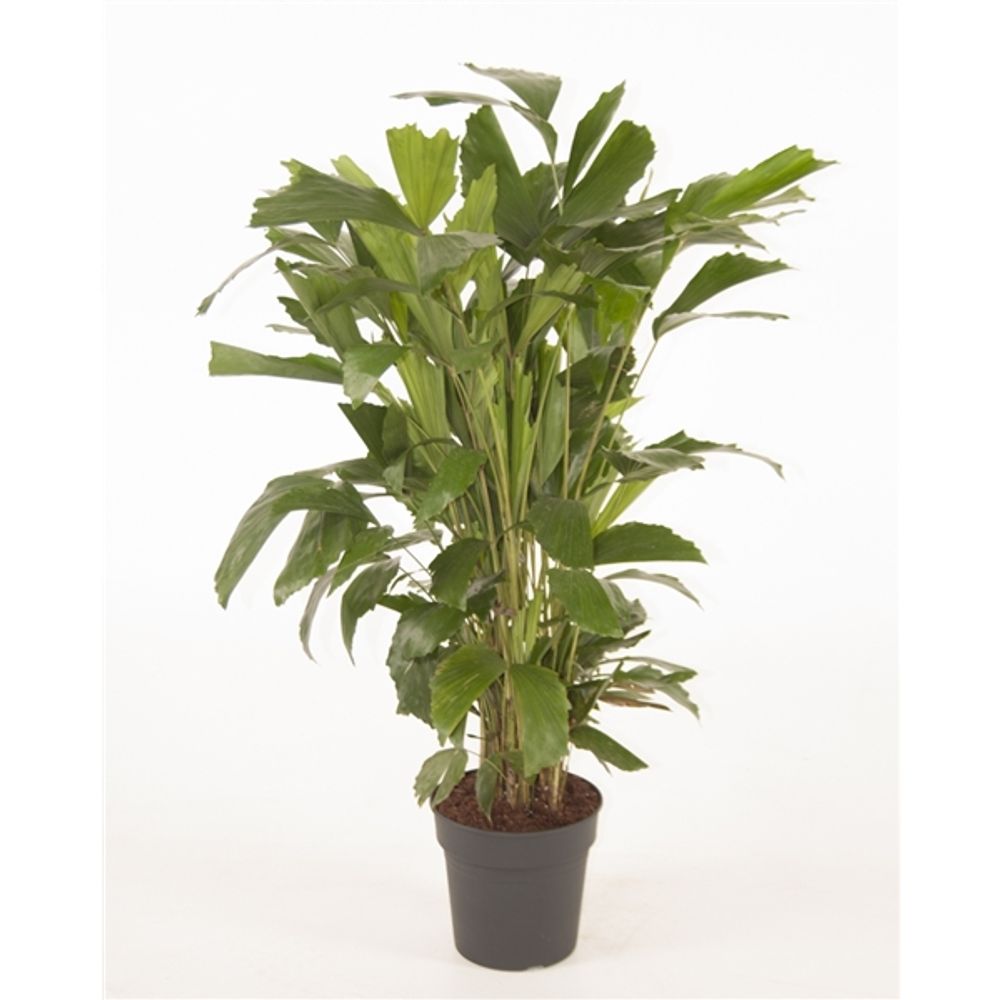 Caryota Mitis T21 H120