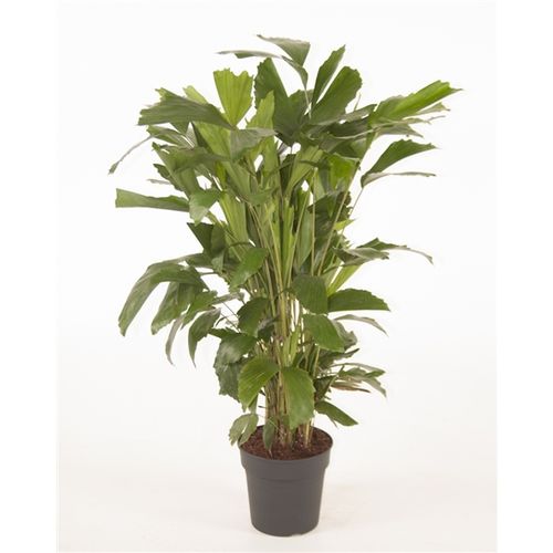 Caryota Mitis T21 H120