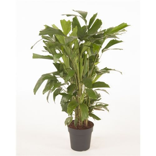 Caryota Mitis T21 H120