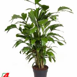 Caryota Mitis T21 H120