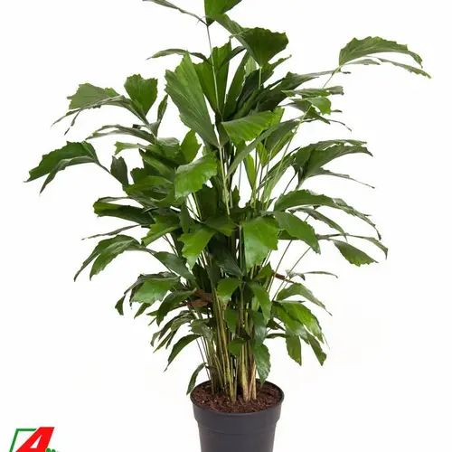 Caryota Mitis T21 H120