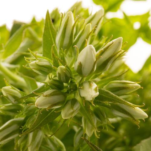 Phlox weiss Magical Snowdropz 40cm