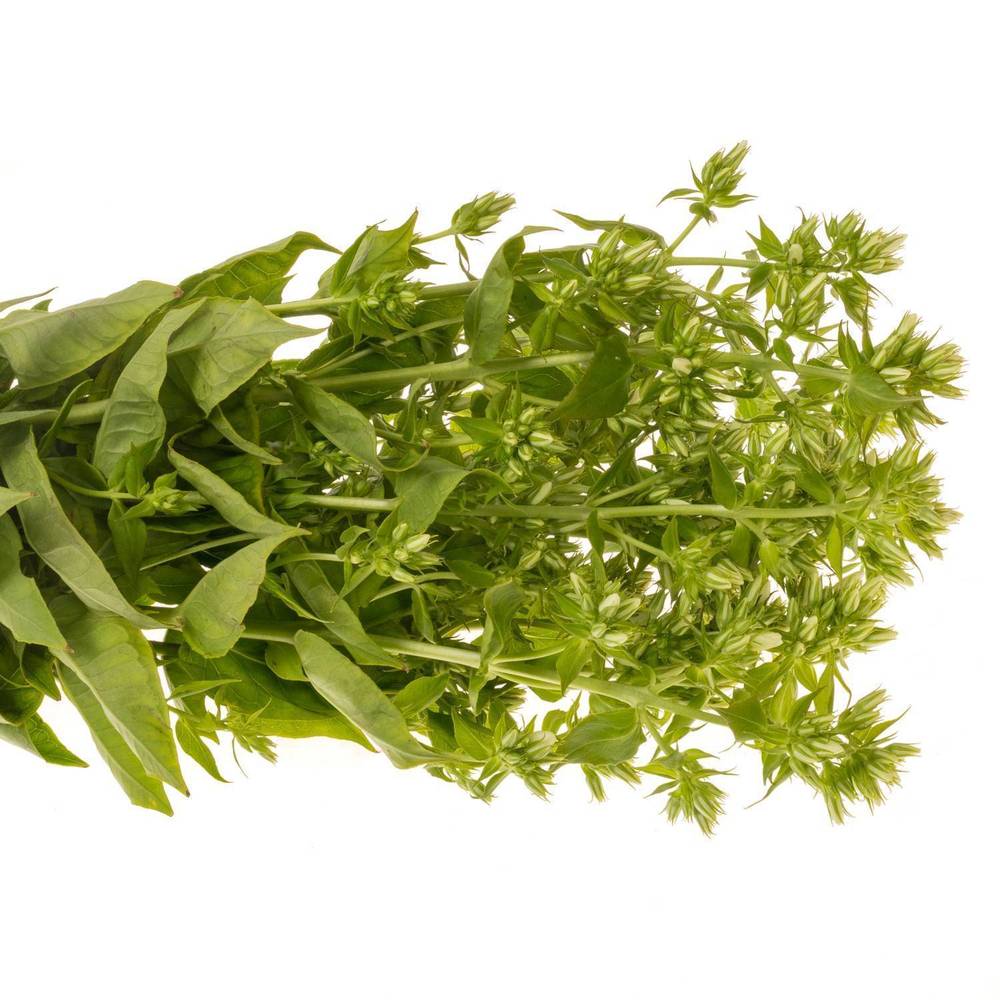 Phlox weiss Magical Snowdropz 40cm
