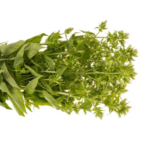 Phlox weiss Magical Snowdropz 40cm