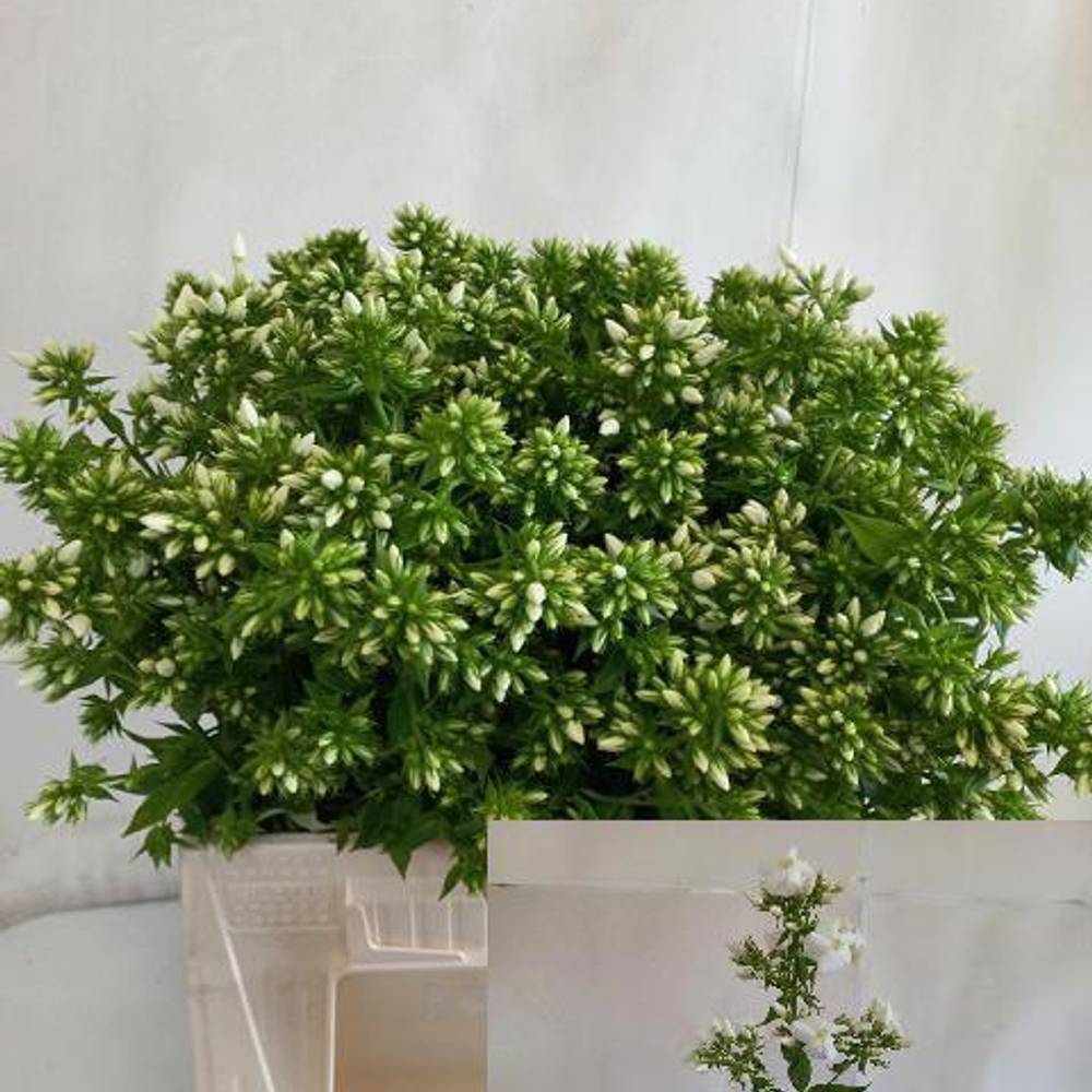 Phlox weiss Magical Snowdropz 40cm