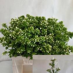 Phlox weiss Magical Snowdropz 40cm