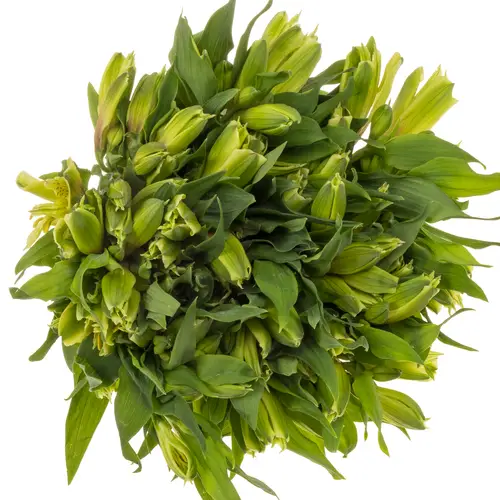 Alstroemerie grün Limelight 75 Gram 75cm