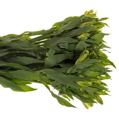 Alstroemerie grün Limelight 75 Gram 75cm