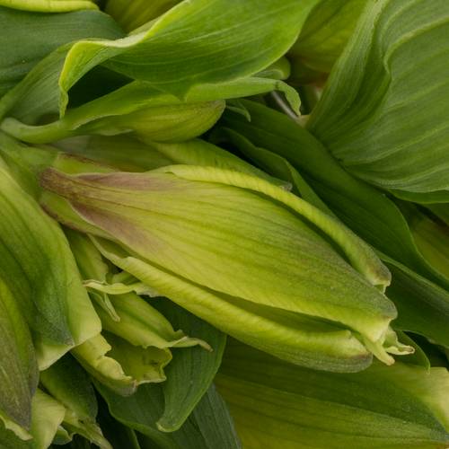 Alstroemerie grün Limelight 75 Gram 75cm