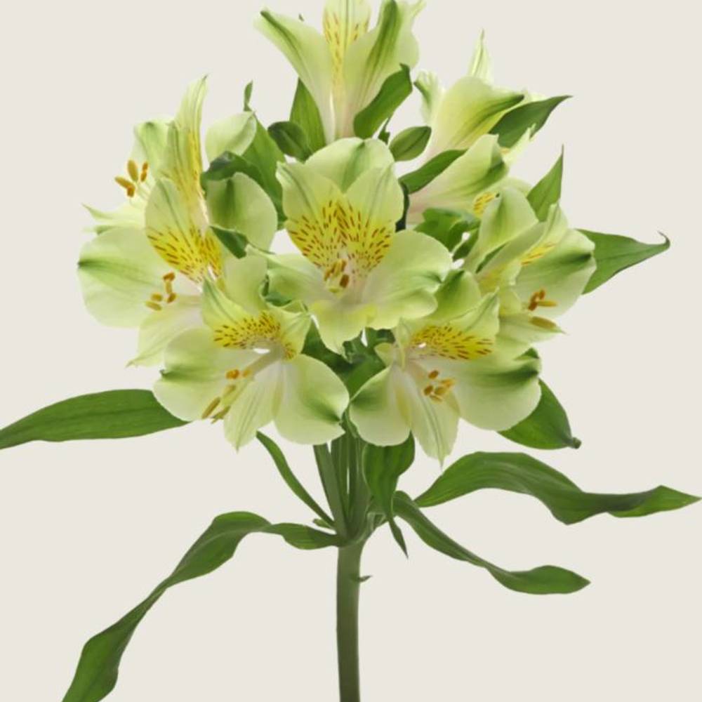 Alstroemerie grün Limelight 75 Gram 75cm