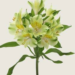 Alstroemerie grün Limelight 75 Gram 75cm