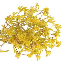 Kangeroo gelb Yellow Fever 90cm