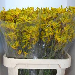 Kangeroo gelb Yellow Fever 80cm