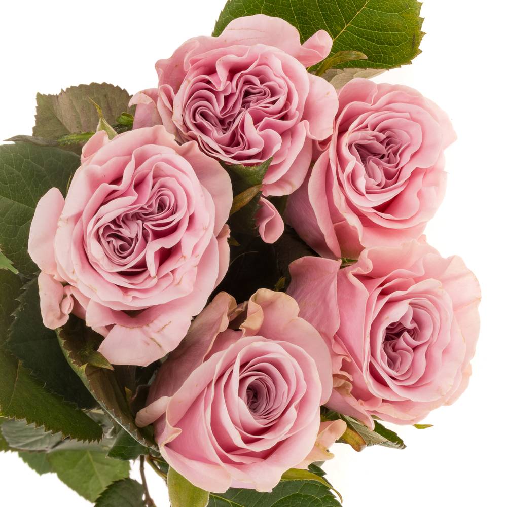 Rose hell rosa Addicted 2 Love 50cm