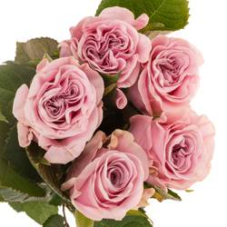 Rose hell rosa Addicted 2 Love 50cm