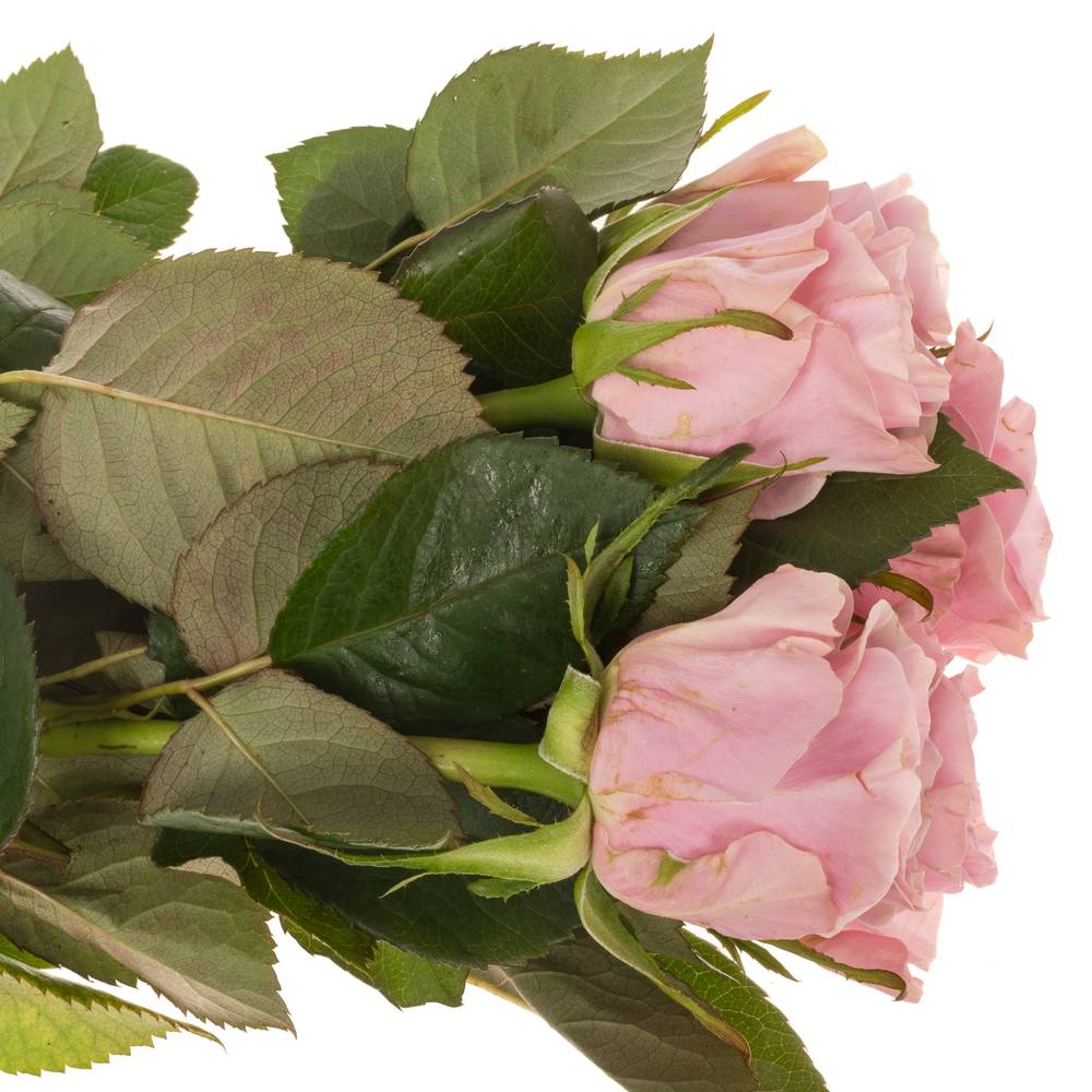Rose hell rosa Addicted 2 Love 50cm